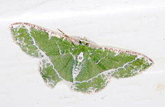 Eucyclodes insperata