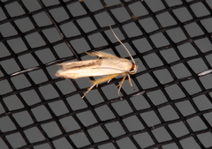 Stathmopoda liporrhoa