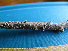 Corticium minnsiae