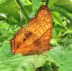 Vindula dejone erotella