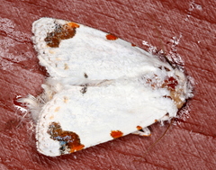 Chasmina pulchra