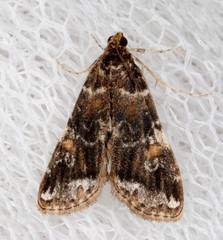Elophila responsalis