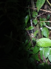 Argiope reinwardti