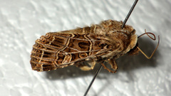 Sideridis reticulata