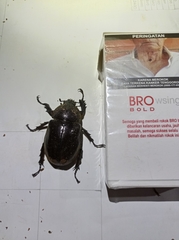 Xylotrupes gideon gideon