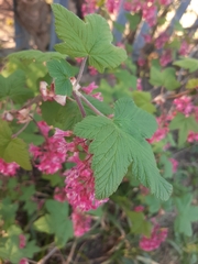 Ribes sanguineum