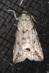Calathusa basicunea
