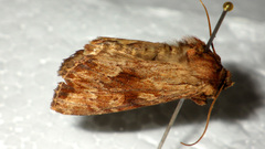 Apamea sublustris