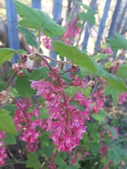 Ribes sanguineum