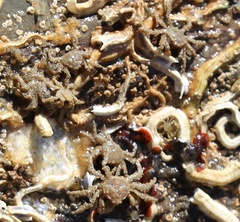 Neohymenicus pubescens