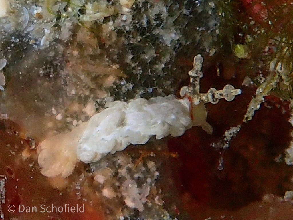 White Anemone Eater