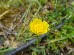 Ranunculus