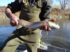 Salmo marmoratus