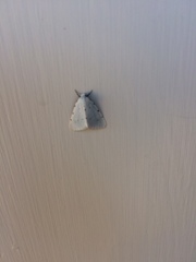 Grotellaforma lactea