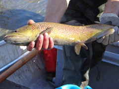 Salmo marmoratus