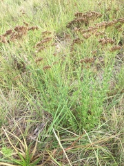 Chromolaena hirsuta
