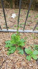Nicotiana repanda