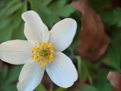 Anemonoides nemorosa