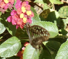 Graphium agamemnon agamemnon