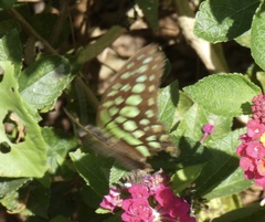 Graphium agamemnon agamemnon