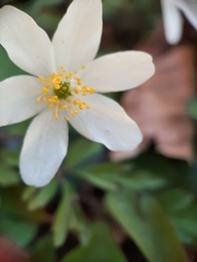 Anemonoides nemorosa