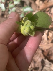 Exobasidium symploci