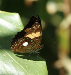 Adelpha leucophthalma
