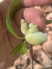 Exobasidium symploci