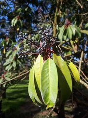 Daphniphyllum macropodum
