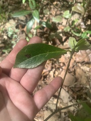 Exobasidium symploci