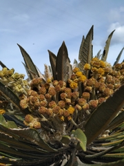 Espeletia guacharaca