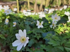 Anemonoides nemorosa