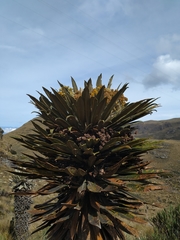 Espeletia guacharaca