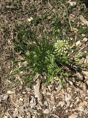 Mummenhoffia alliacea