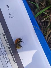Bombus pascuorum