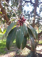 Daphniphyllum macropodum
