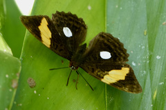 Adelpha leucophthalma