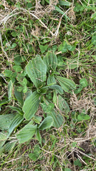 Plantago media