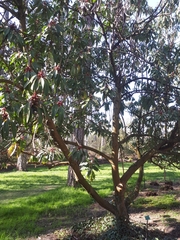 Daphniphyllum macropodum