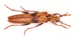 Scolecobrotus variegatus