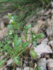 Centranthus calcitrapae