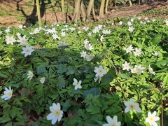 Anemonoides nemorosa