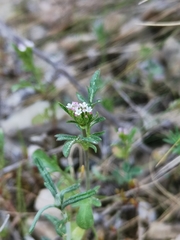 Centranthus calcitrapae