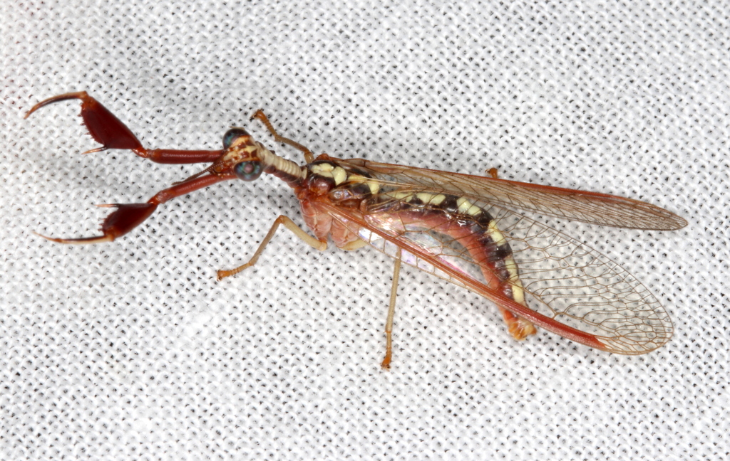 Mantispinae