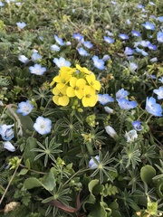 Erysimum concinnum