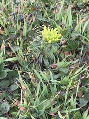 Erysimum concinnum