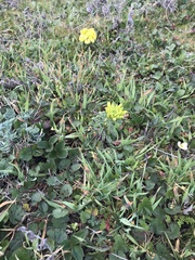 Erysimum concinnum
