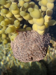 Phlyctenactis tuberculosa