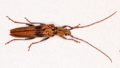 Scolecobrotus variegatus