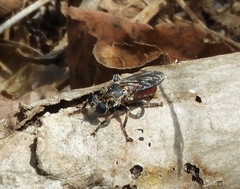 Cerotainiops